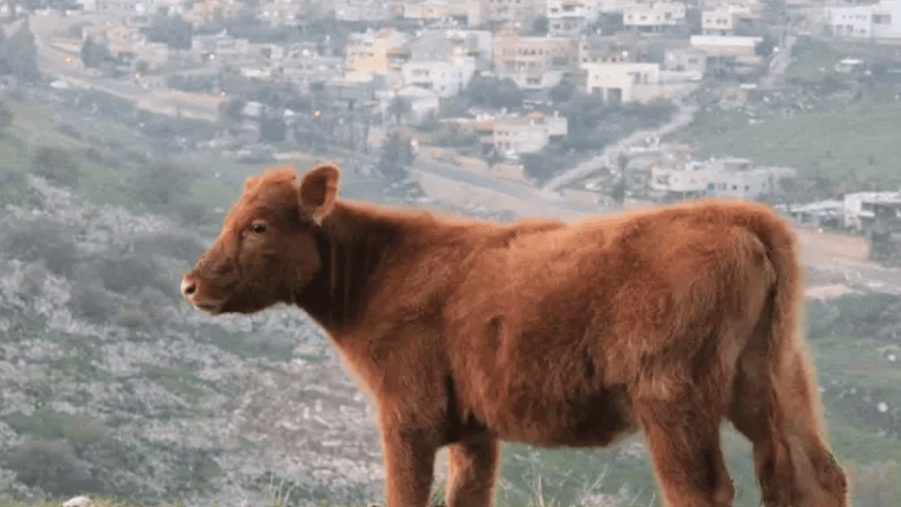 Picture of a red heifer with Jerusalem in the background