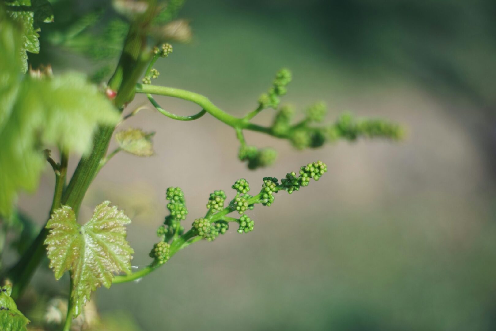 Baby Grapes on Vine