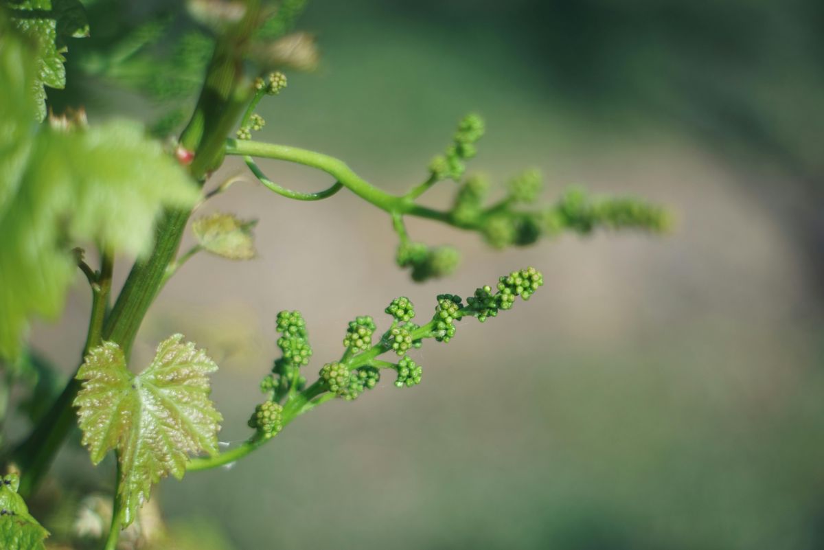 A grape vine with tiny new grapes beginning to appear.