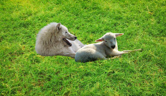 Wolf Lying With a Lamb