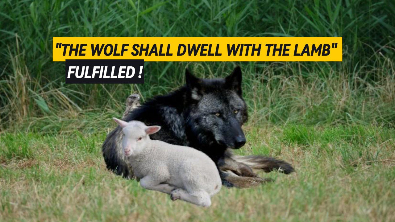 A wolf laying next to a lamb on a field of green grass.