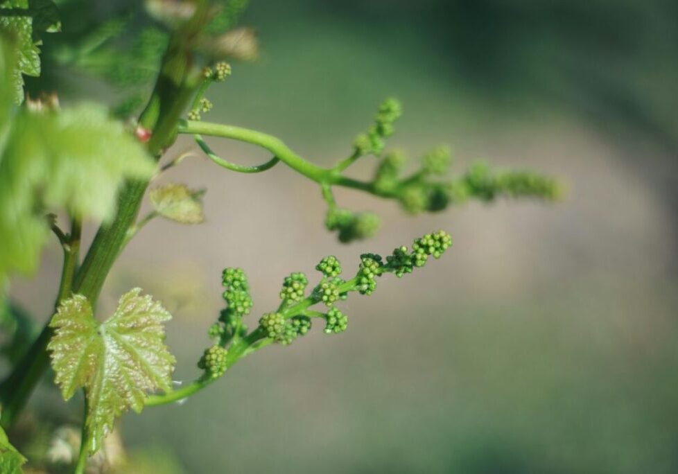 A grape vine with tiny new grapes beginning to appear.