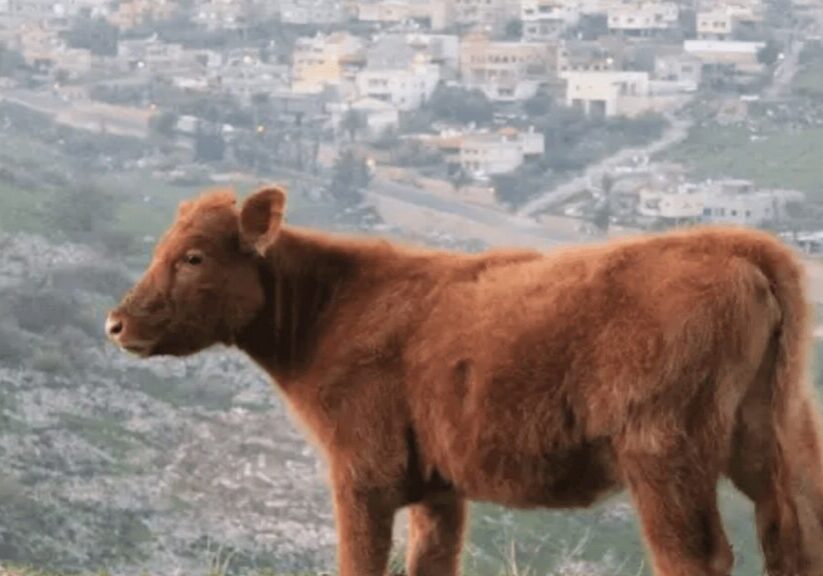 Picture of a red heifer with Jerusalem in the background