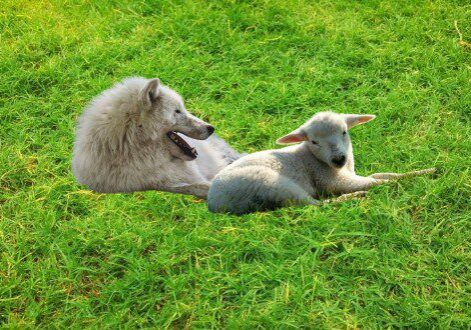 Wolf Lying With a Lamb